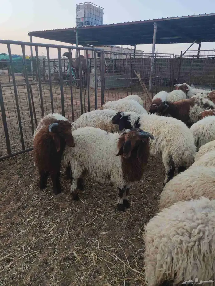 للبيع خرفان نعيم كلش خروف 6