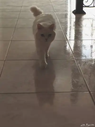 قطط تبني 0