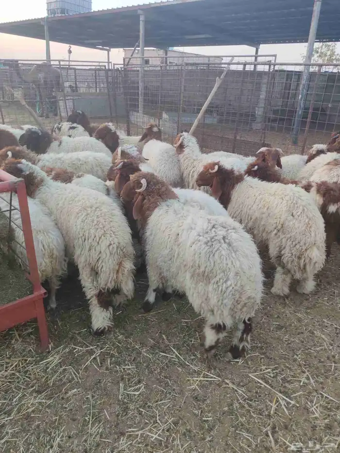 للبيع خرفان نعيم كلش خروف 3