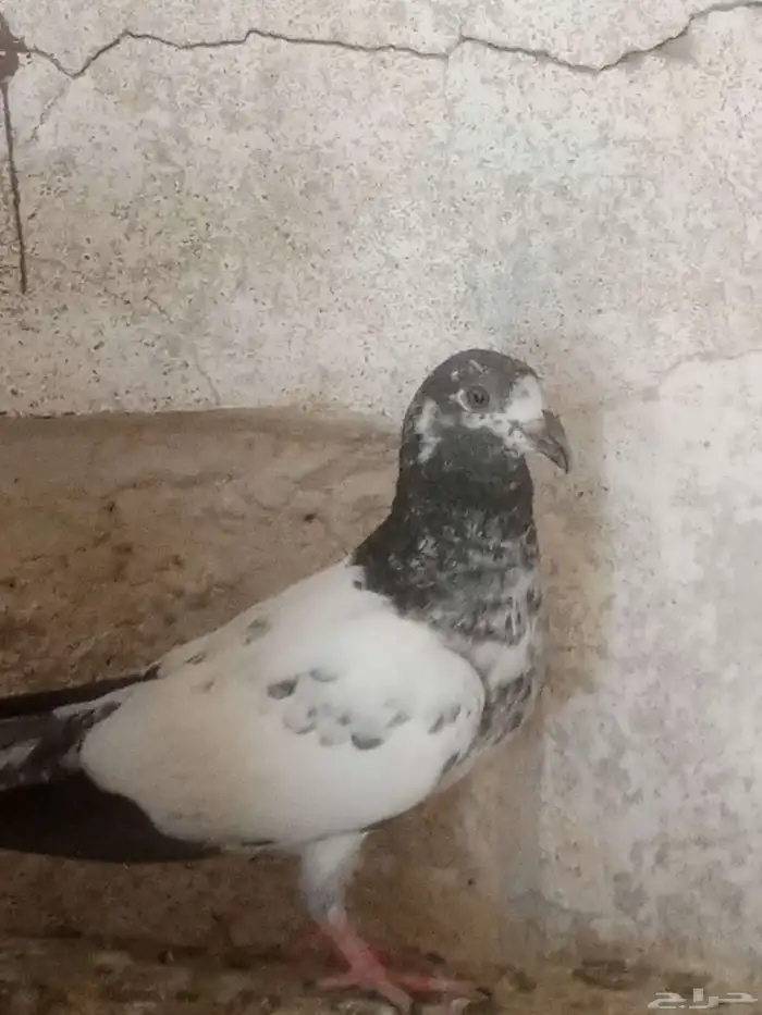 للبيع حمام باكستاني تيدي . قولدن . زيرا .لاكا 10