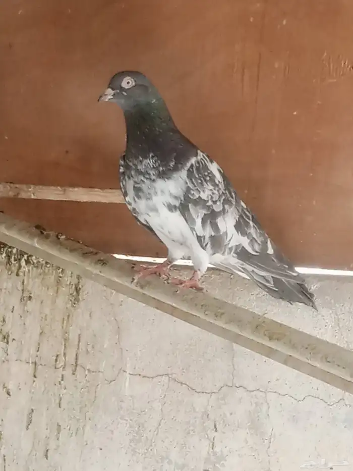 للبيع حمام باكستاني تيدي . قولدن . زيرا .لاكا 2