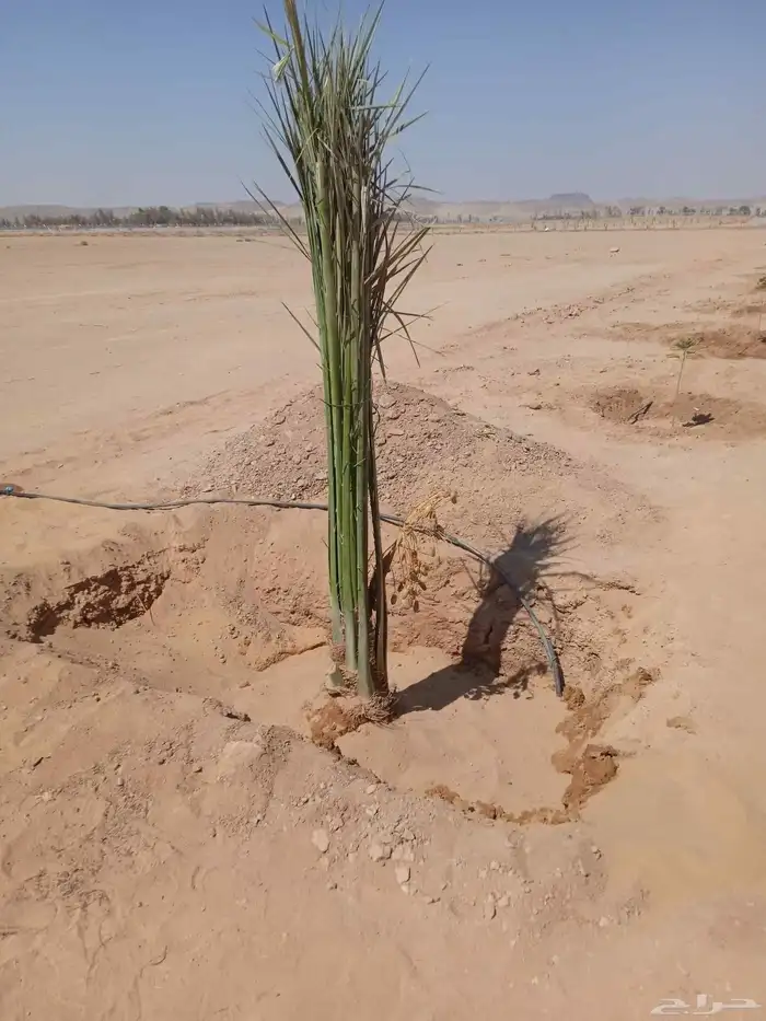 نخل للبيع البدع تبوك املج 3