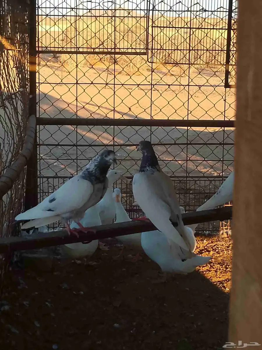 السلام عليكم حمام باكستاني طيار تيدي جنسرا 4