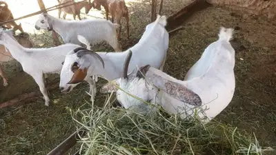 للبيع عدد ثنتين ماعز تحتها اثنين جفره وتيس عيلها ذبائح 0