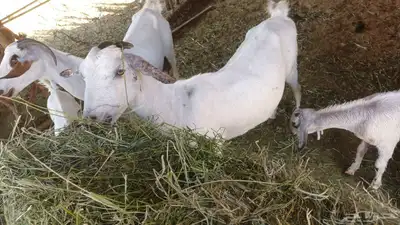 للبيع عدد ثنتين ماعز تحتها اثنين جفره وتيس عيلها ذبائح 1
