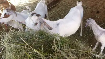 للبيع عدد ثنتين ماعز تحتها اثنين جفره وتيس عيلها ذبائح 2