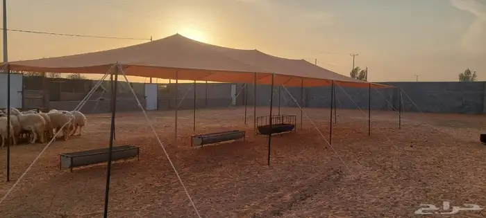 مضلات غنم مضلات سيارات مضلات أبل 8