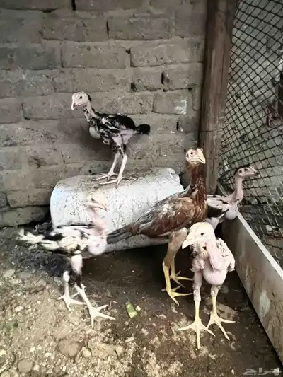 فروخ سندي 1
