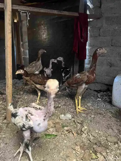 فروخ سندي 6