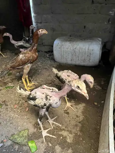 فروخ سندي 4