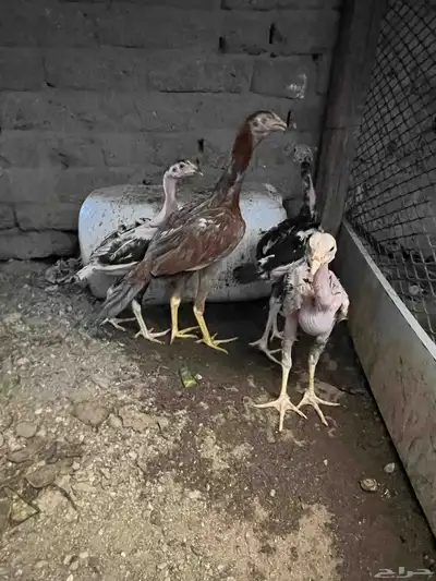 فروخ سندي 0