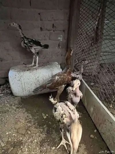 فروخ سندي 2