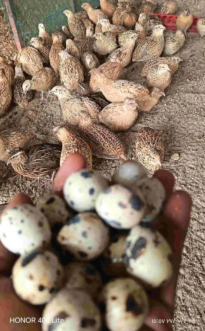 بيض طيور السمان 3
