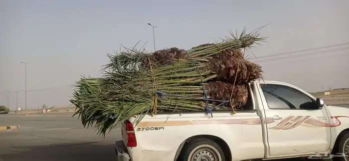 نخل للبيع جميع انواع النخيل 2