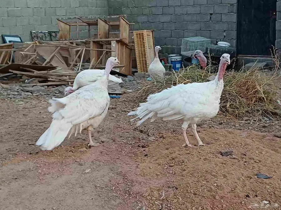 دجاج رومي ابيض منتج 0