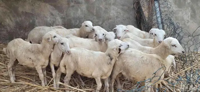 خرفان اللبيع 3