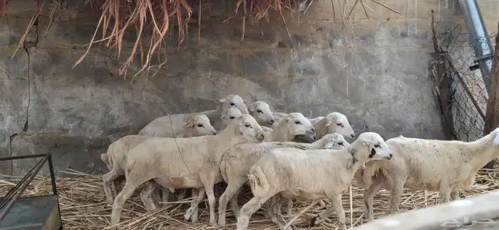 خرفان اللبيع 4