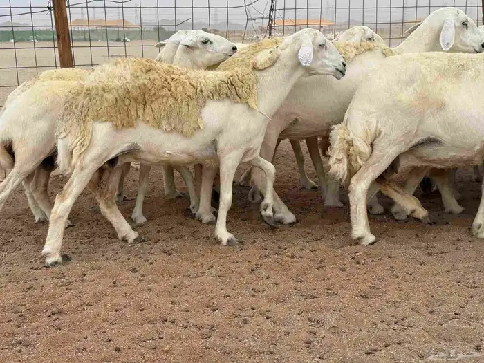 ما شاء الله وتبارك الله أعرض لكم غنم حريات دفيع مفاصيل 0