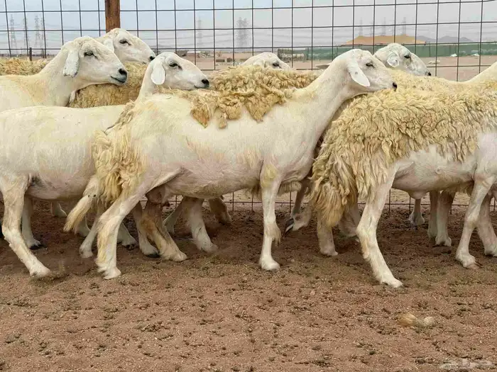 ما شاء الله وتبارك الله أعرض لكم غنم حريات دفيع مفاصيل 1