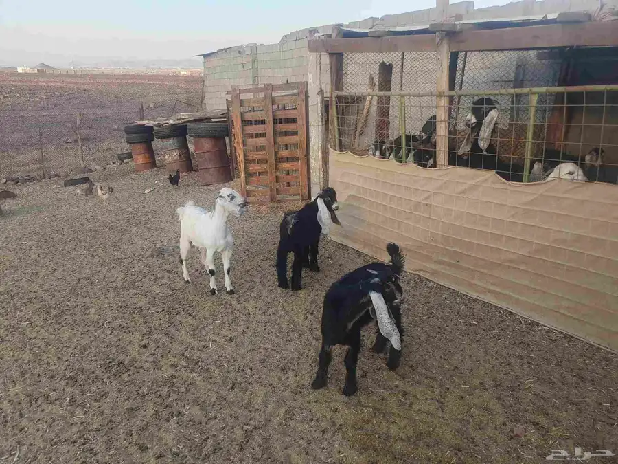 تيوس عوارض للبيع عدد 4 من مراح الوالدة 8