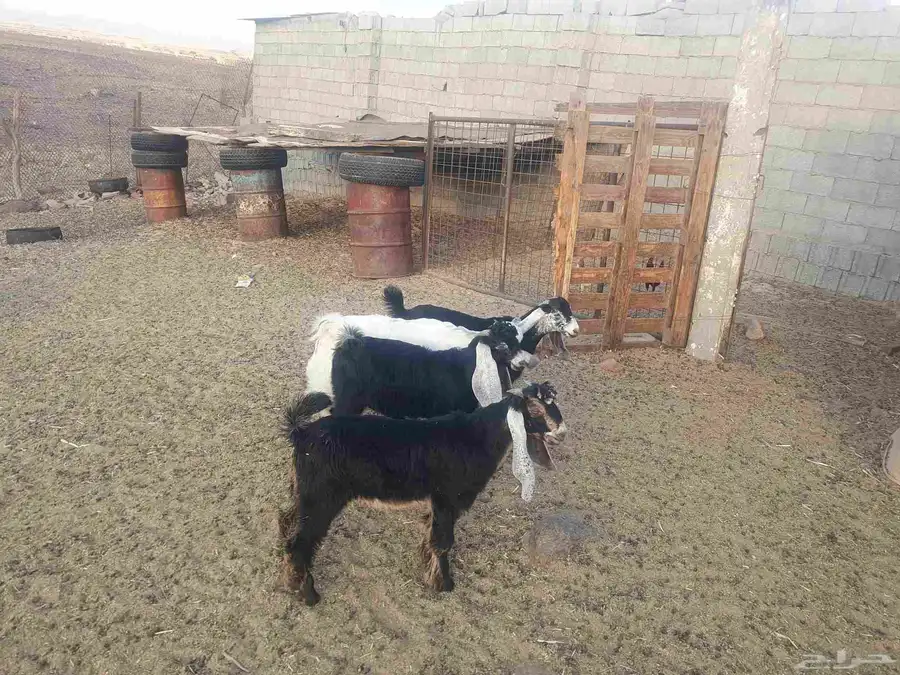 تيوس عوارض للبيع عدد 4 من مراح الوالدة 2