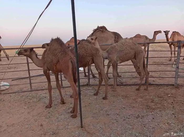 قعدان بريات 1