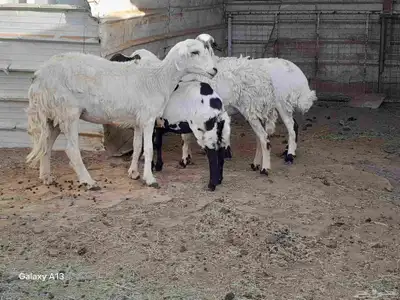 رخال ثنيان دفيع 0
