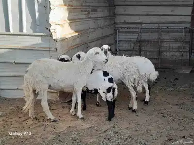 رخال ثنيان دفيع 1