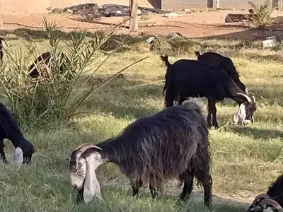 معزاء عوارض طيبة للبيع. تم البيع تم البيع 6