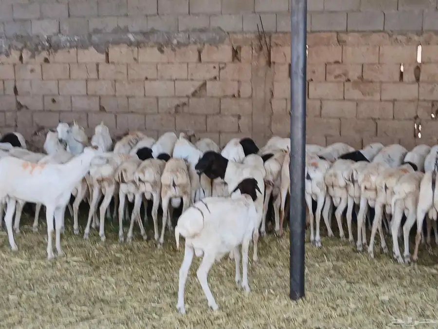 بربري مستورد تربيه شهرين ونص ثنيان وجدعان 3