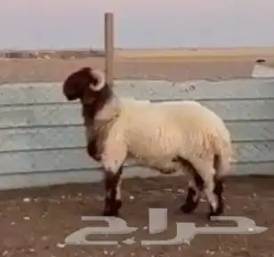 للبيع فحول جذعان وثنيان خصم 4