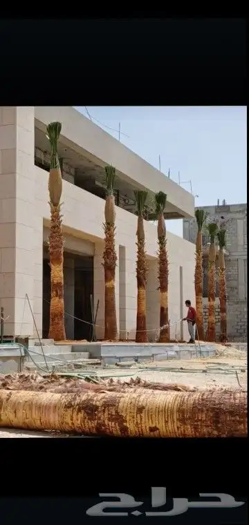 هلالي وصقعي 1