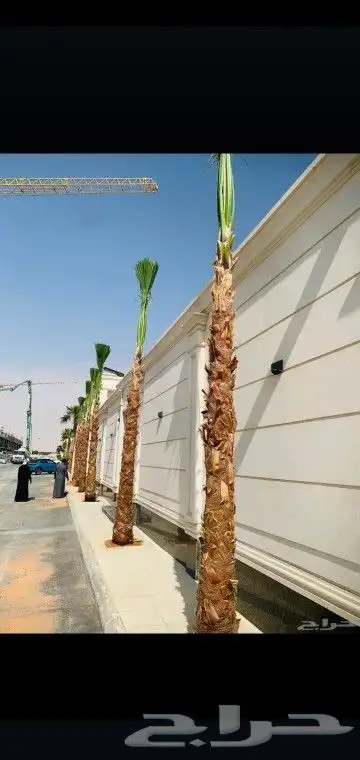 هلالي وصقعي 3