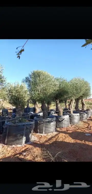 هلالي وصقعي 0