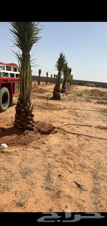 هلالي وصقعي 2