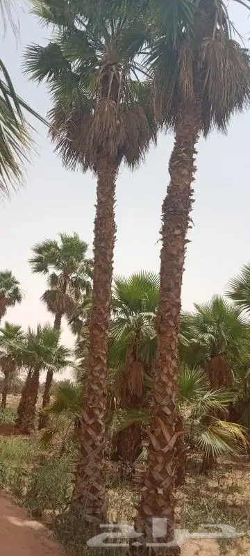 واشنطونيا زينه وأشجار الظلال وأشجار بريه شامل التوصيل 4