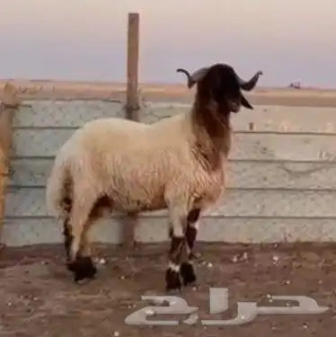 للبيع فحول جذعان وثنيان خصم 3