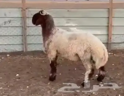 للبيع فحول جذعان وثنيان خصم 8
