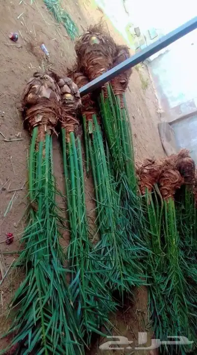 نخل للبيع بجميع انواعه مثمر نخل طيب 3