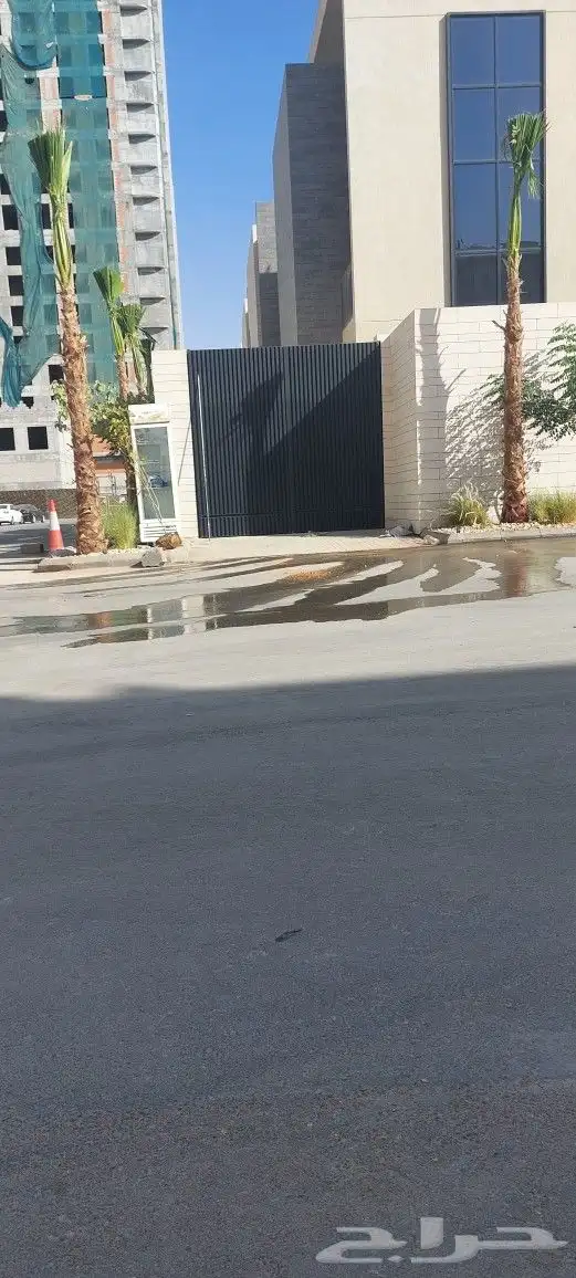 نخيل واشنطونيا ملكي على الضمان من اجود انواع نخيل الزينه 4