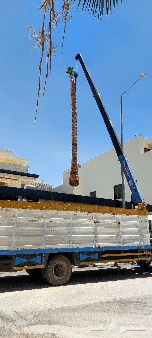 نخيل واشنطونيا ملكي على الضمان من اجود انواع نخيل الزينه 1
