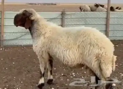 للبيع فحول جذعان وثنيان خصم 9