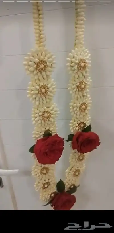 فل صبيا  جيزانيات_جيزانيه_جازان_ابوعريش__صامطة_صامطه_الطوال 1