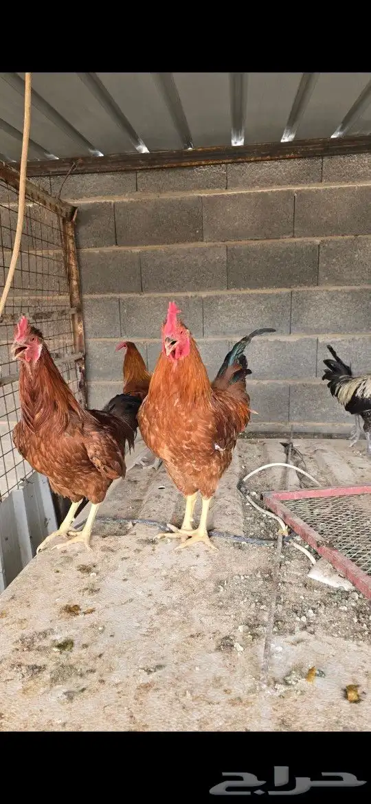 دجاج براهما ودجاج بلدي وفرنسي 8