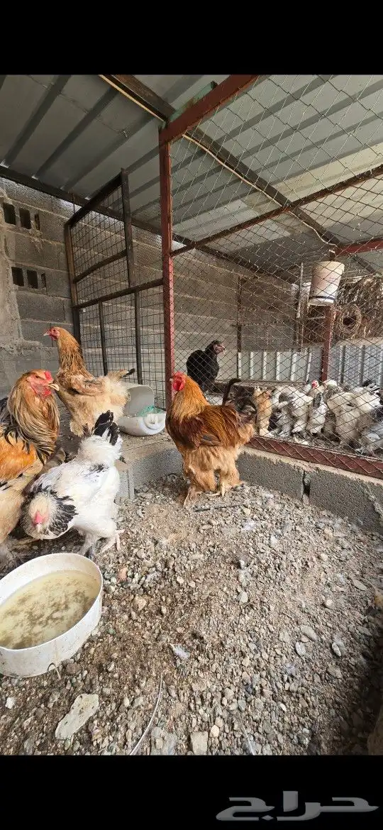 دجاج براهما ودجاج بلدي وفرنسي 3