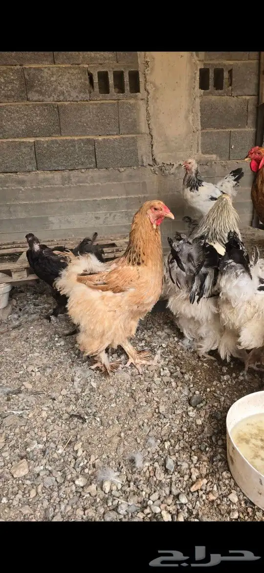 دجاج براهما ودجاج بلدي وفرنسي 1