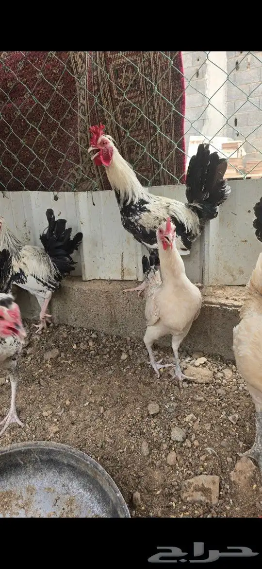 دجاج براهما ودجاج بلدي وفرنسي 11