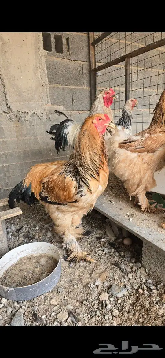 دجاج براهما ودجاج بلدي وفرنسي 0