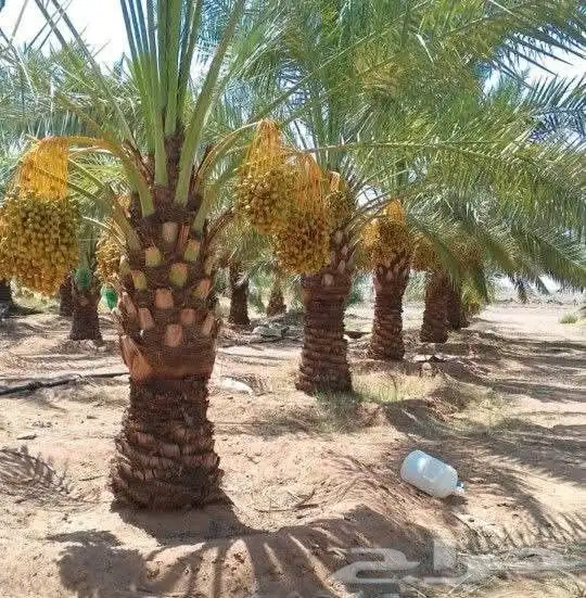 نخل للبيع جميع انواع النخيل 0
