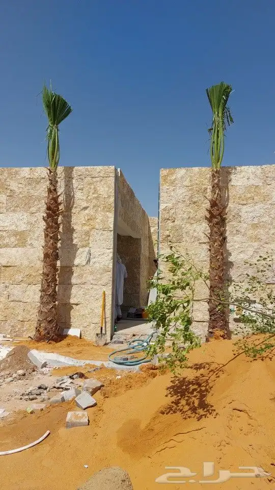 نخيل واشنطونيا ملكي على الضمان من اجود انواع نخيل الزينه 5